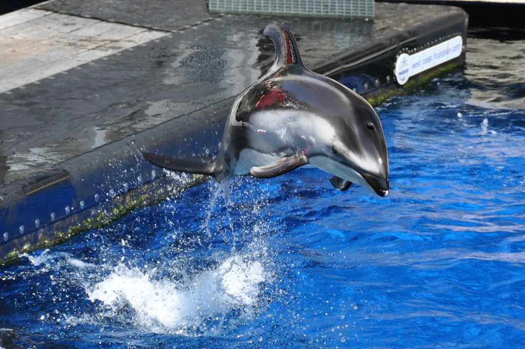 Dolphin jumps at the Vancouver Aquarium
